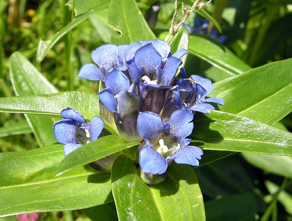 Gentiana cruciata / Genziana crociata